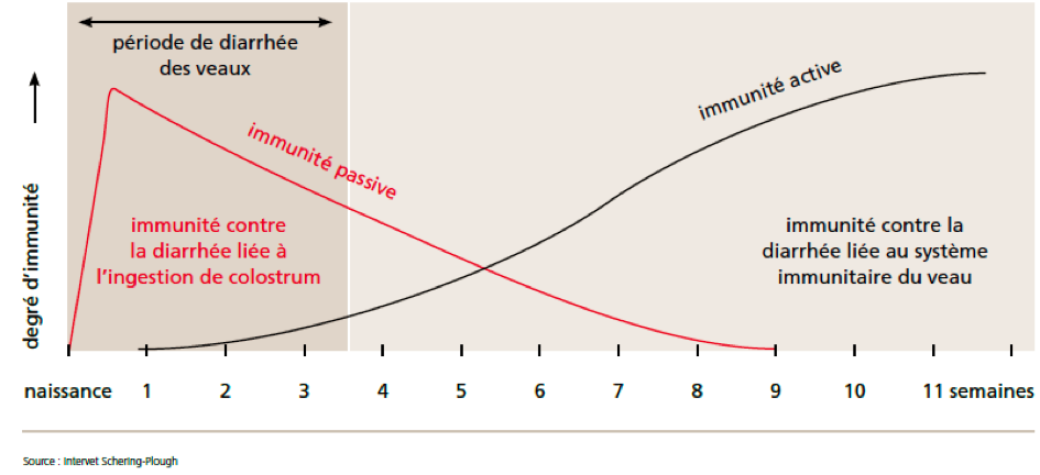 colostrum